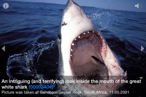 Great white shark © Jostimages screenshot 3