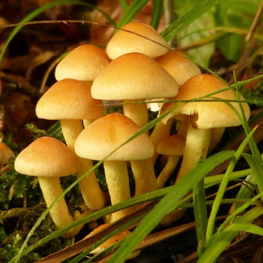 Fungus icon