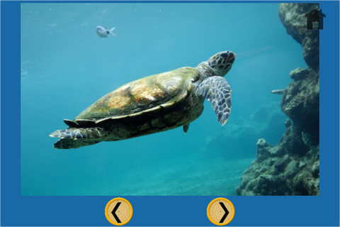 turtle pictures to win for kids - free screenshot 4