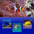 Top 50 Games Apps Like Which Is The Same Fish? for Clownfish and Friends - Best Alternatives