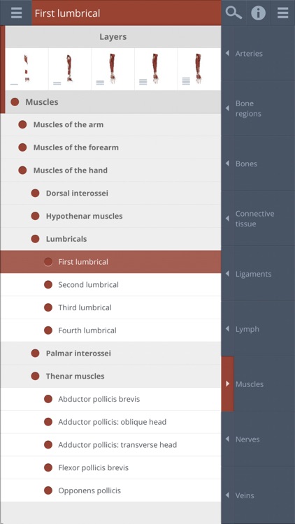 Forearm & Hand: 3D Real-time