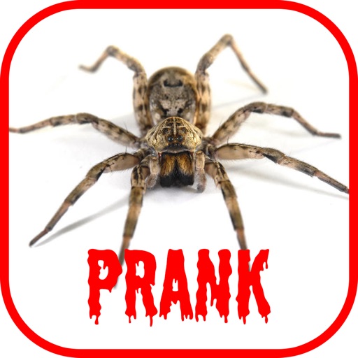 Spider Scare Prank icon