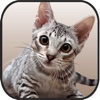 Wild 3d Cat Hunter Simulator-Free Fun Gluten Games