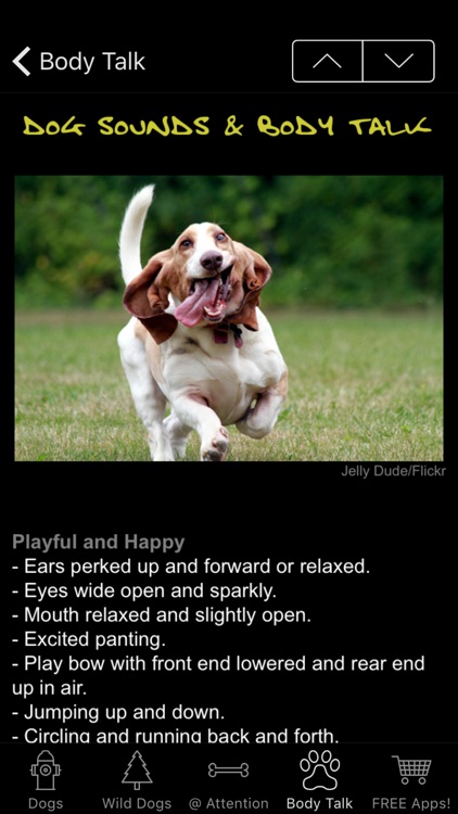 Dog Sounds & Body Talk