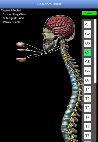 3D Nerve Chart screenshot 4