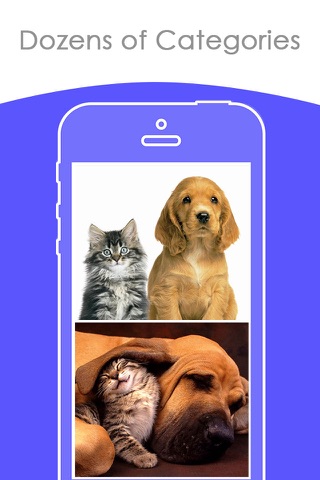 Free puppy & Kitten Wallpapers | Best HD Pictures screenshot 2