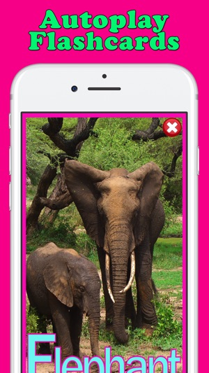 Play & Learn Animal Flashcards(圖5)-速報App