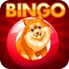 Bingo Of Doge - Free Doge Bingo For Fun