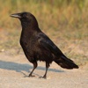 American Crow Sound Effects - High Quality Bird Calls of a Black Bird