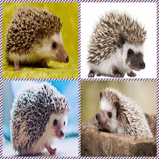 Free Hedgehog Same