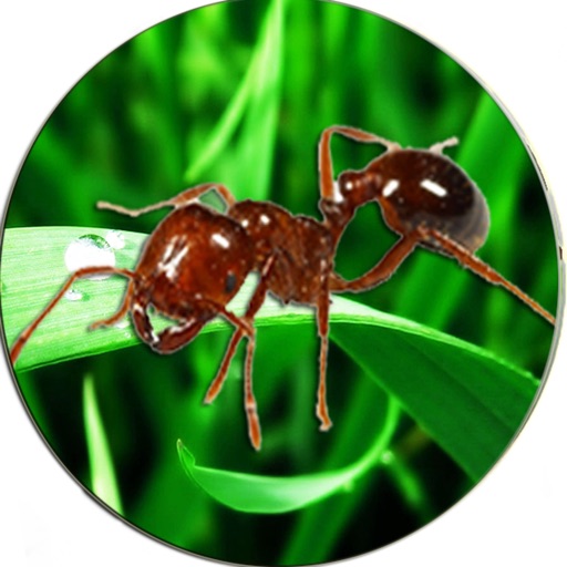 Ant Photo Simulator Prank icon