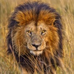 Get Wild Lion Family Simulator for iOS, iPhone, iPad Aso Report