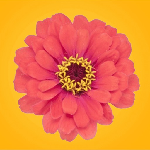 Spring Flowers Stickers for iMessage icon