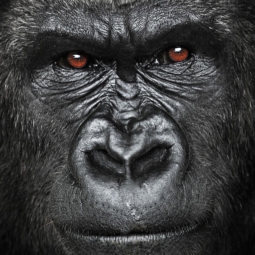 Gorilla attacks vs igi commandose iOS App
