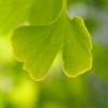 Ginkgo Wallpapers HD: Quotes Backgrounds with Art Pictures