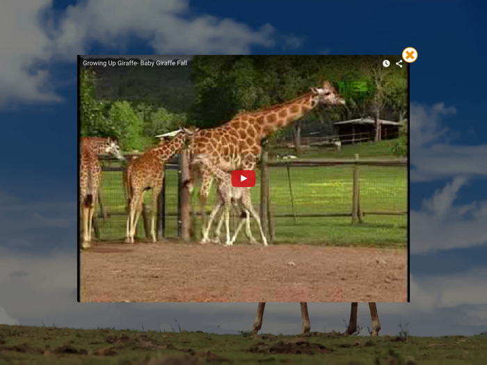 Free Animal Sounds for Baby