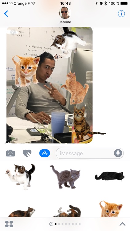 Cat Stickers