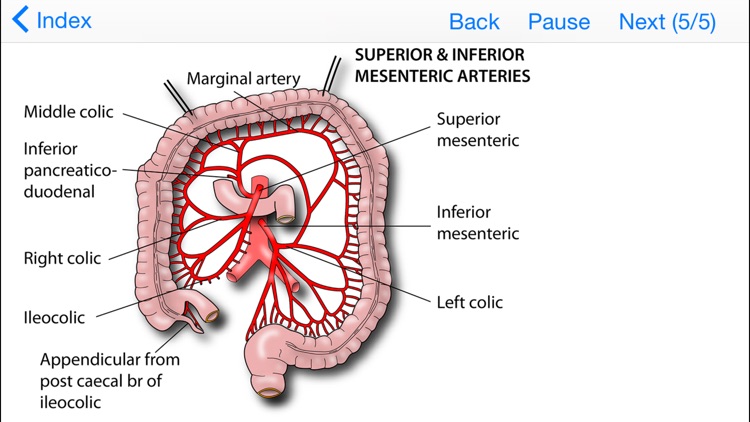 Easy Ways to Remember Tricky Areas of Anatomy