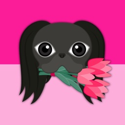 Black Japanese Chin