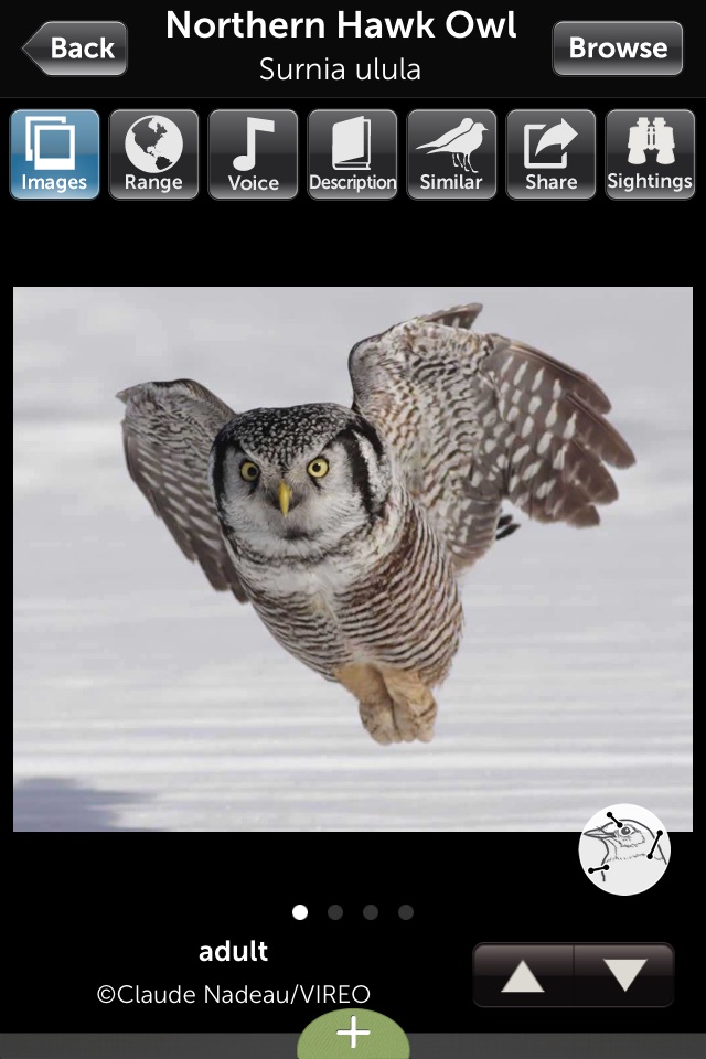 Audubon Owls Guide screenshot 3