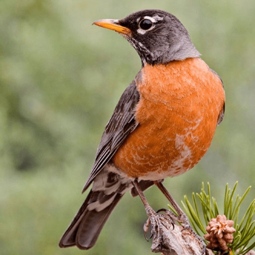 North American Birds and Sound Icon