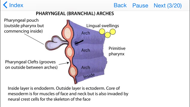 Embryology Lectures