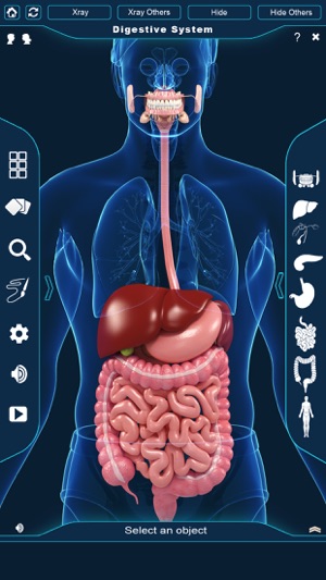 My Digestive System Anatomy(圖2)-速報App