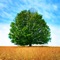• All information about tree species, their specification, appearance