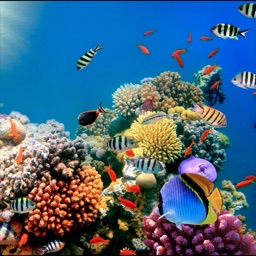 Coral Reefs Wiki + Apple Watch App