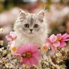 Persian Cats Wallpapers HD: Quotes Backgrounds
