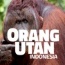 Get OrangUtan - Indonesia for iOS, iPhone, iPad Aso Report