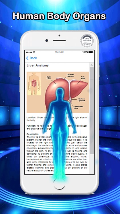 Anatomy Human Body Organs