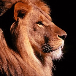 Lion Wallpapers - Big Cats !