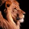Lion Wallpapers - Big Cats !