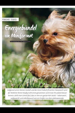 Der Hund screenshot 2