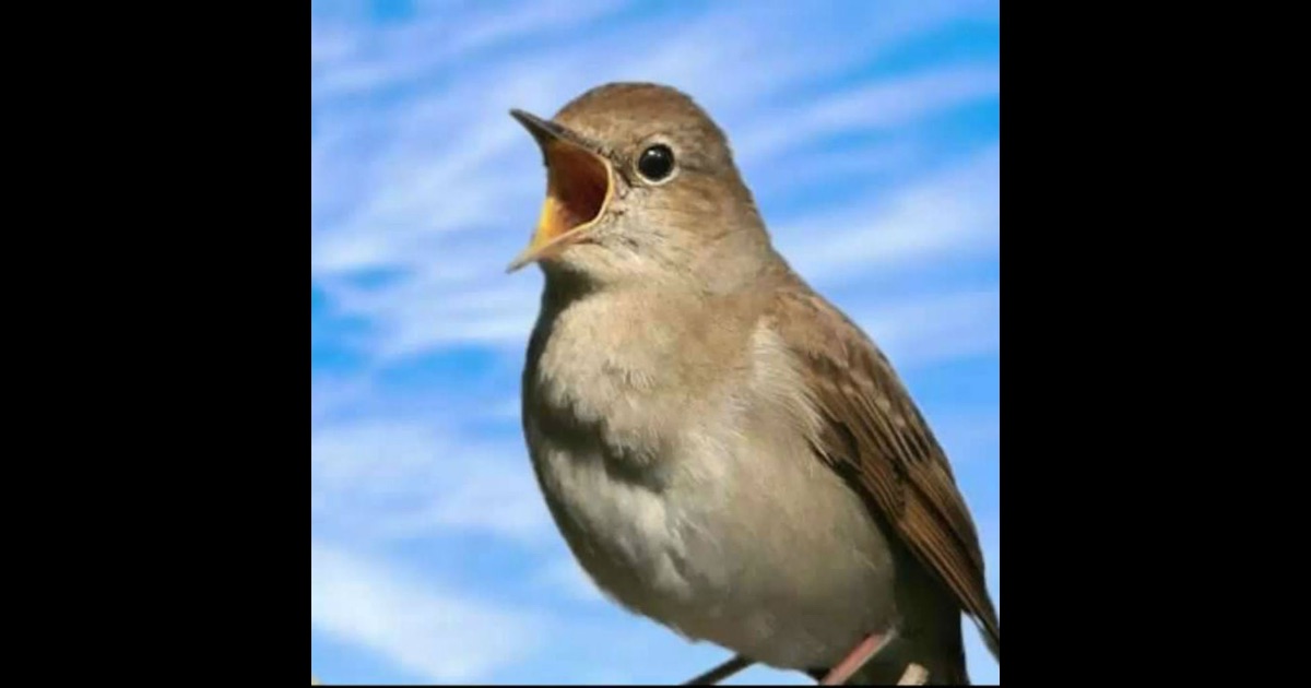 relaxing bird sounds on the app store relaxing bird sounds on the app store