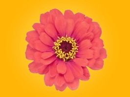Over 70 beautiful flowers, birds, butterflies and more will brighten your day and help you express your love