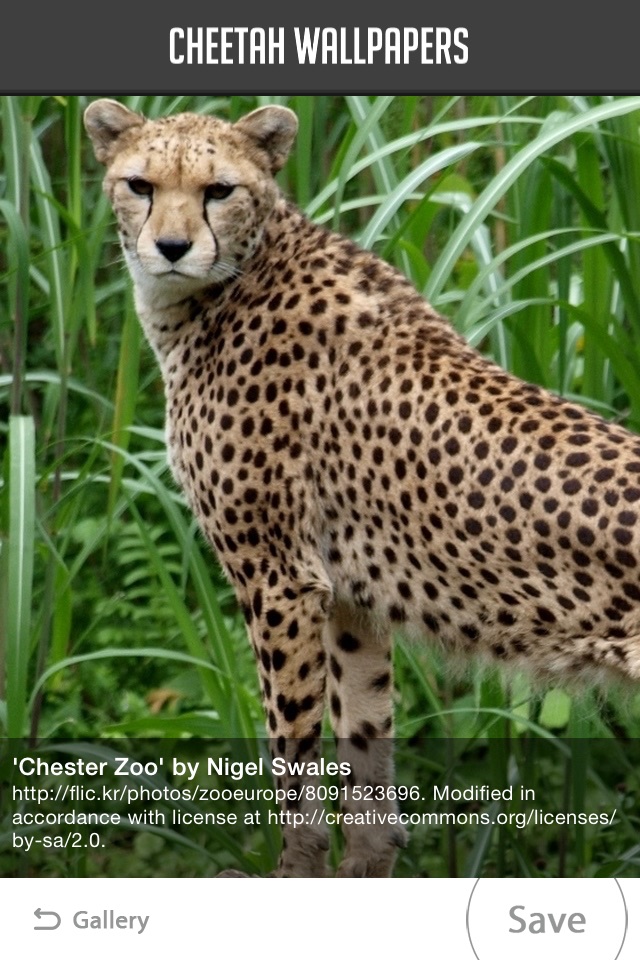 Cheetah Wallpapers screenshot 3