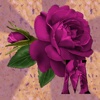 3D Love Rose Flowers Sticker Pack For iMessage