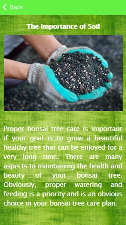 Bonsai Tree Care Guide