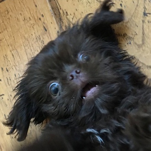 iDogYears Paid