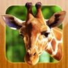 Kids Puzzle - Wild Animals