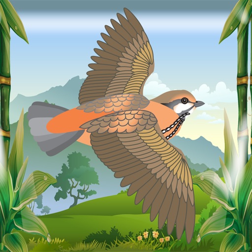 Birds Watch Pro iOS App