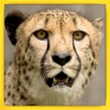 Real Wild Stray Cheetah Simulator