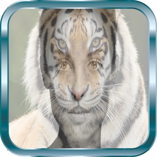 Animal Face Photo Editor