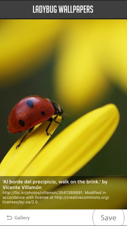 Ladybirds Wallpapers And Rain Drops For Desktop Background, Beautiful  Ladybug Picture Background Image And Wallpaper for Free Download