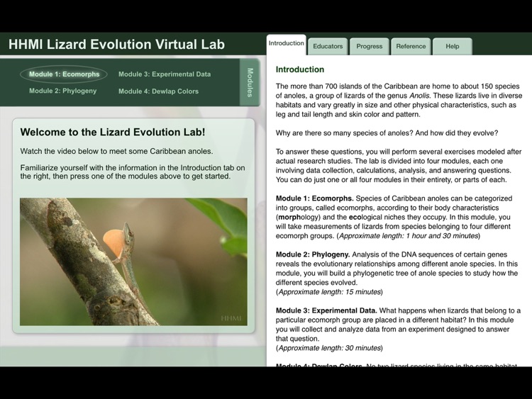 Lizard Evolution Virtual Lab screenshot-0