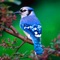 Birds Encyclopedia Plus+