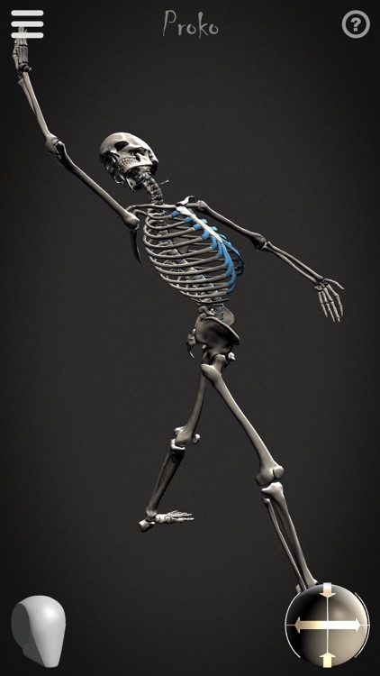 Skelly - Poseable Anatomy Model for Artists