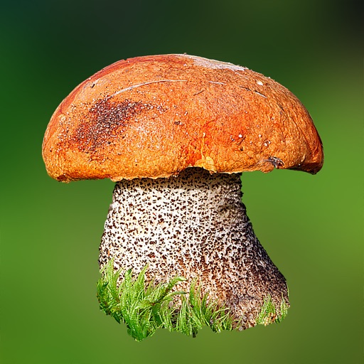 Mushroom Expert icon